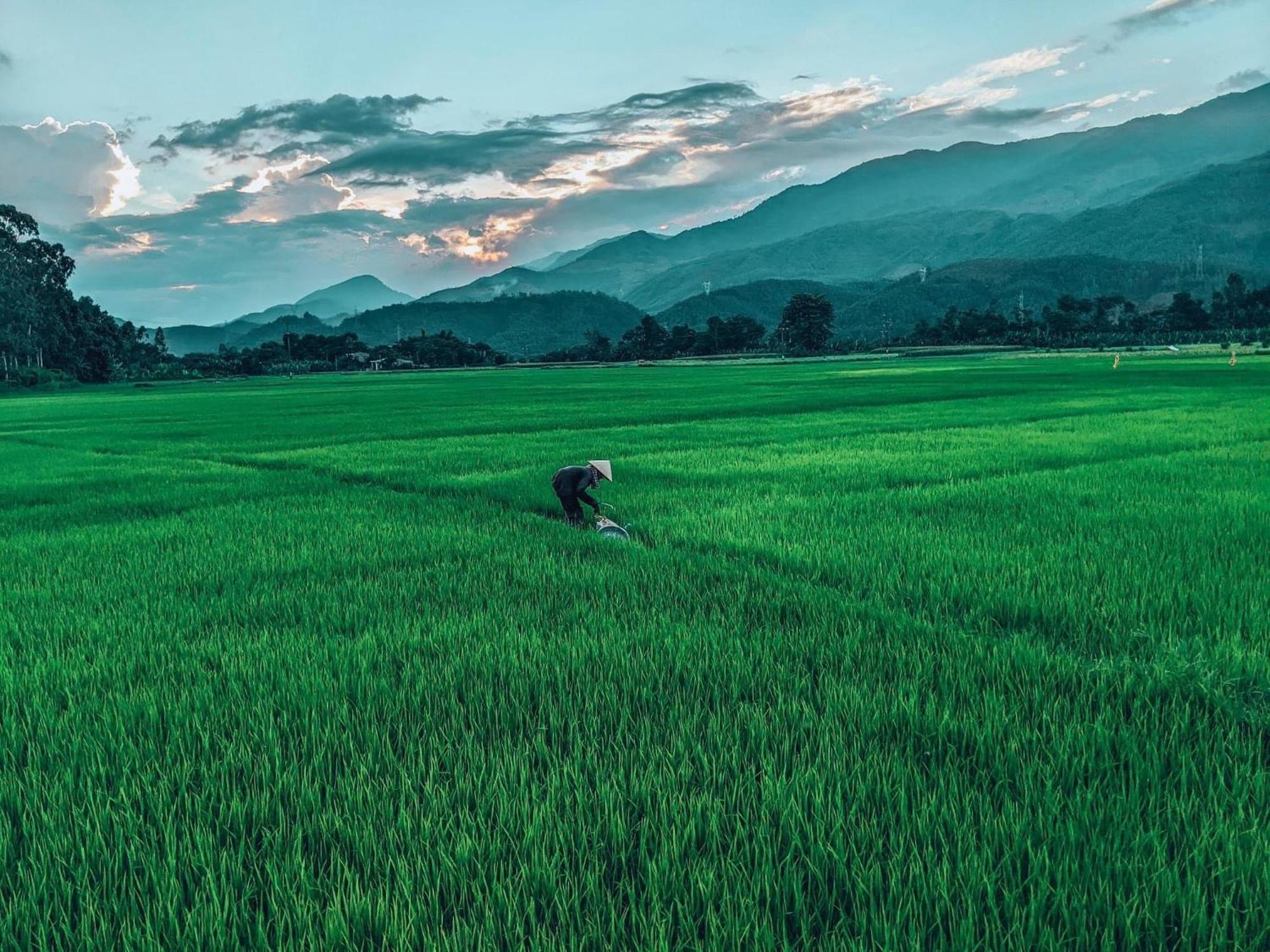 Hoi An Paddy House Homestay المظهر الخارجي الصورة